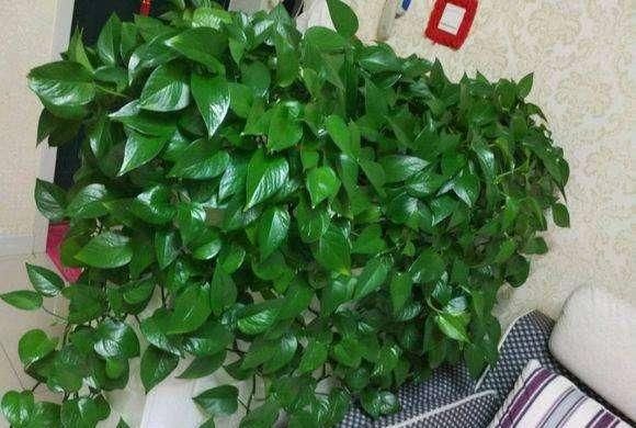  『蚜虫』盆栽的绿萝会生蚜虫吗？该如何避免？