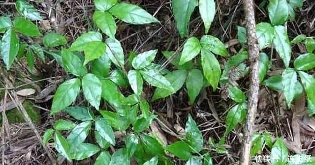  热炒■农村一种野草，以前热炒到1200元一斤，现在价格跌入谷底