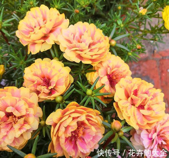 【时间】养1盆太阳花,时间会给你一个美丽的答案