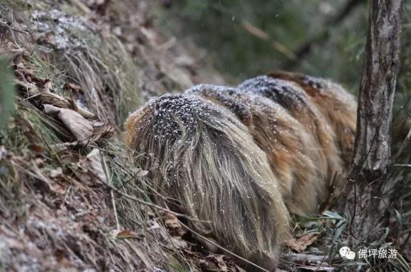 太冷啦！汉中这些小可爱在雪中抱团取暖，萌萌哒~