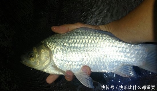 钓法:双钩钓法中,上钩中鱼和下钩中鱼的区别有哪些?是灵、还是顿?