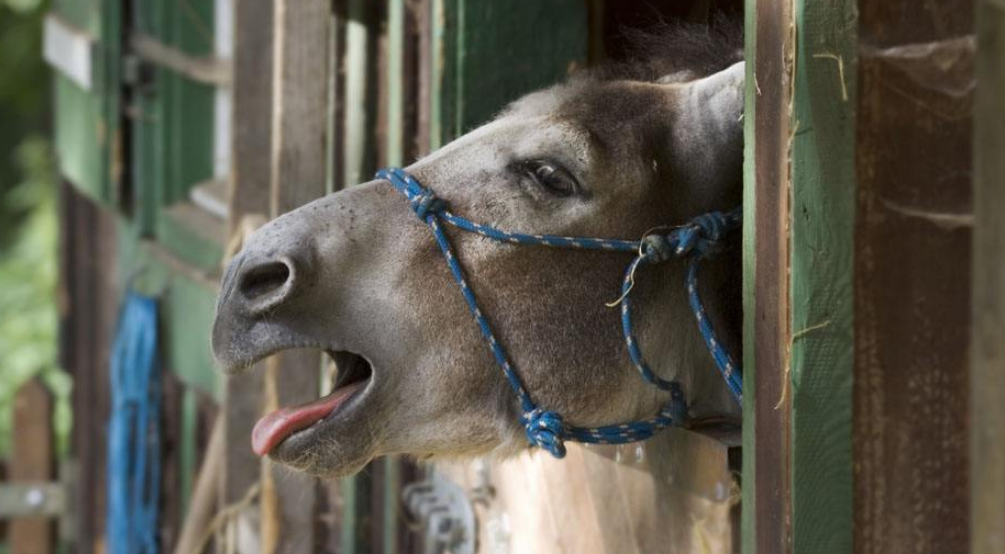  养殖户■为什么驴肉的价格这么贵，却没有人养？来听听养殖户怎