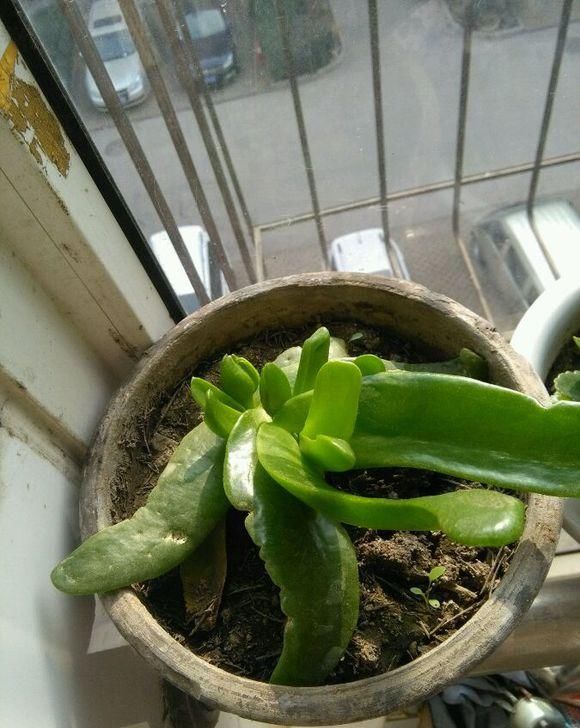  阳台上■朋友送的“胖姑娘”，叶子像果冻，摸起来很舒服，还能开黄花