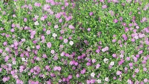 『家里』这种花卉几乎每天都开花,你再“懒”也能养活,一开花家里像春天