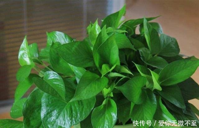  『养花』养花用“羊粪”好，还是“鸡粪”好，你知道吗用错害处大