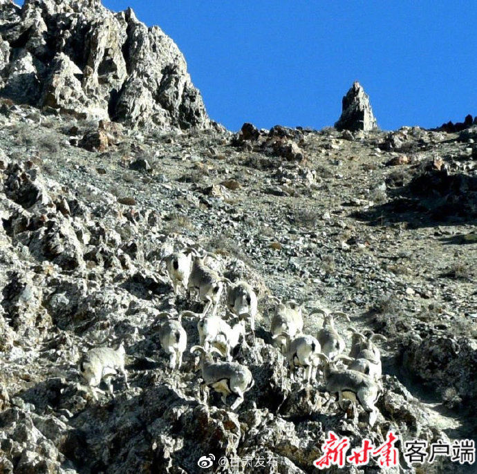 「漫步」肃北:岩羊群高山漫步