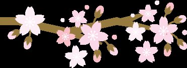 韶关:樱花引来万千客,鹦鹉飞落游人手!