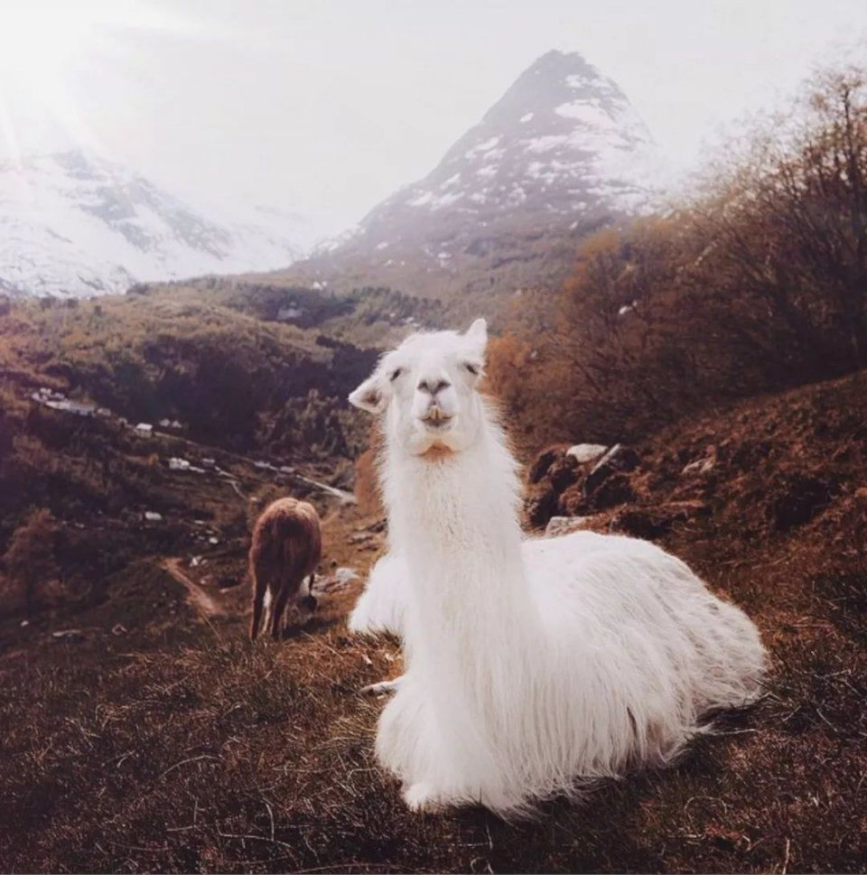 一年有200多天环球旅行，25岁芬兰野生摄影少年，6年ins圈粉120万