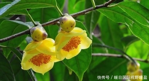『金茶花喜欢』此花娇艳端庄,招财进宝,是茶花中的“皇后”,值得家庭养护