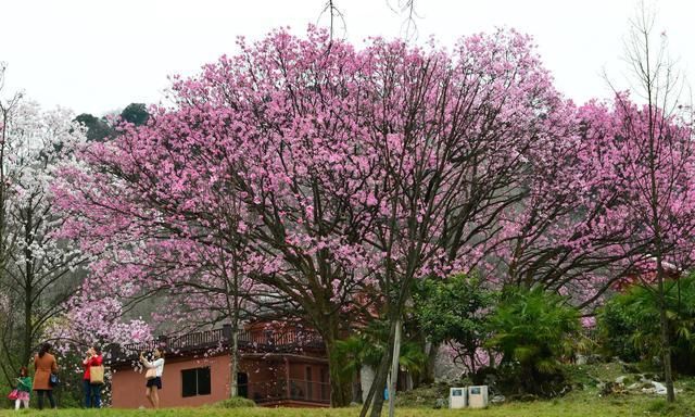 李子柒家乡绵阳风情