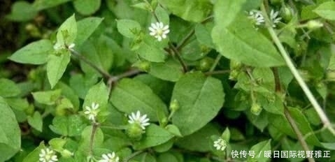 养花久■1种野草,人称“鹅不食”,农民砍了当柴烧,殊不知,能治咳喘