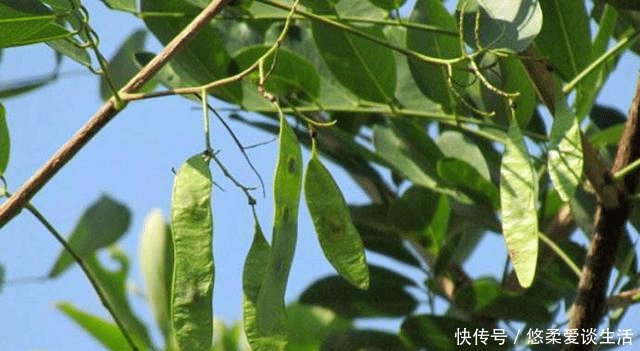  木材|农村这树常见，农民拿它当柴火烧，却不知其成材后价格比肩紫檀