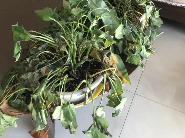  「图片作者」10种花，春天不能晒，躲屋里最安全！