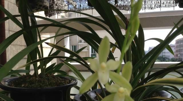  【适合】此兰花很好养，花叶俱美，一年开花多次，物美价廉，适合新手栽培