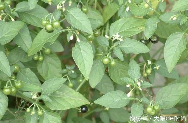  『杂草』1种植物被当成“杂草”，生长在田野里，8月份长出“黑果”，少见
