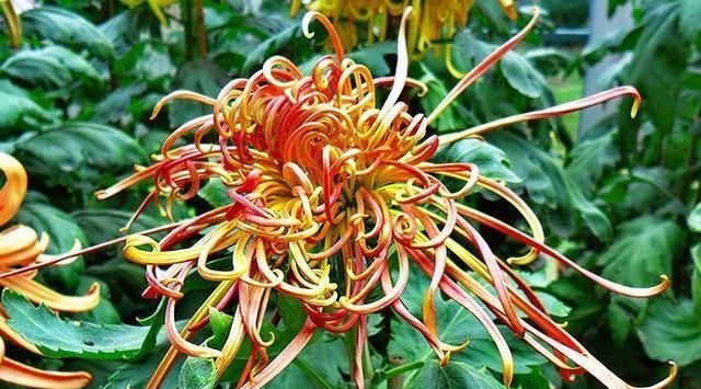  『关东』喜欢菊花，那就养盆优良名菊“关东大侠”，花开爆盆成花海！美