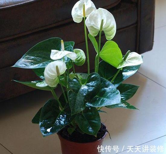  [光照]房子采光差，还想室内盆栽花？首选4种植物，给点光就花开灿烂