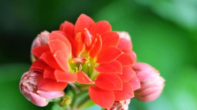 「长寿花」养花就养此3种,花色艳丽好养活,家里养一盆,满屋都是花香味