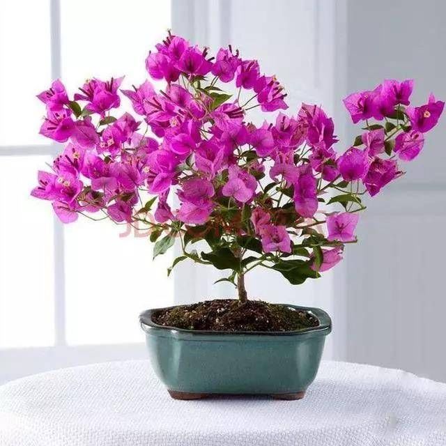  『扦插』5种“生根水，辅助植物扦插，增加“成活率”，半个月一盆变多盆