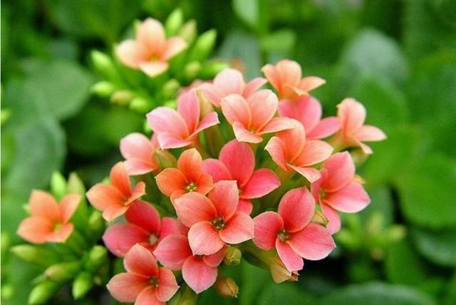  「家里」3种花非常适合家养，颜色鲜艳四季开花，家里养一盆，养出小花园