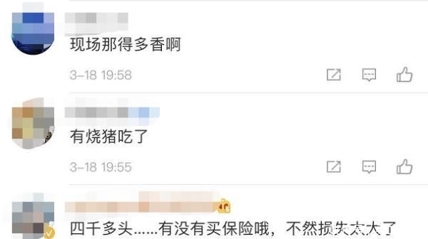  [电线短路]4000头猪一夜毙命 网友：心疼