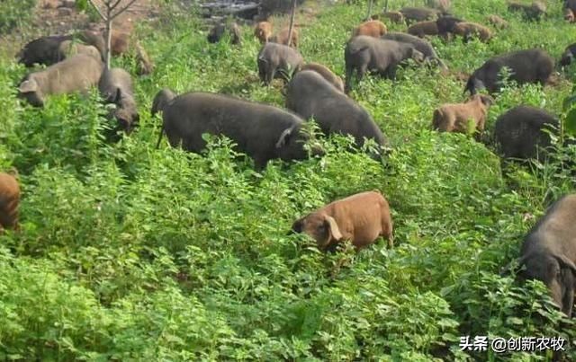 中国猪价刷新历史新高，非洲猪瘟后继续复养，该如何选择？