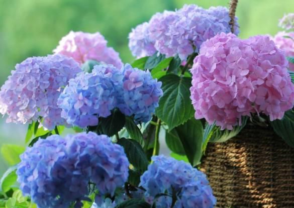  『香飘』“4种”容易养上瘾的花，花开娇嫩美艳，春天养开爆盆，香飘满屋