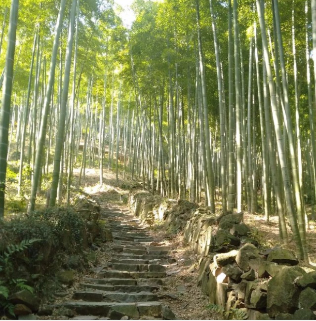 全长1130公里 莫干山成为天目山国家森林步道起点