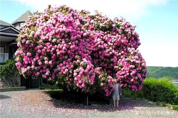  「每一棵树」美丽的不止有花还有这6种树，中国的这棵树最美