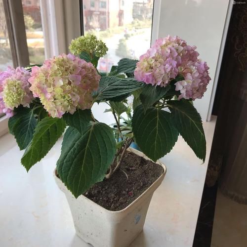 「清爽」超好爆盆的几款花卉,根壮好养,开花绚丽多姿,清爽又好看,超美