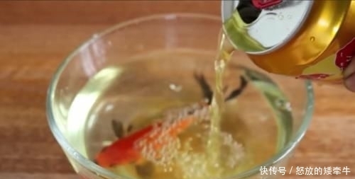  鱼缸■老外奇葩测试：把碳酸饮料倒入鱼缸，只想让鱼儿品尝一下味道！