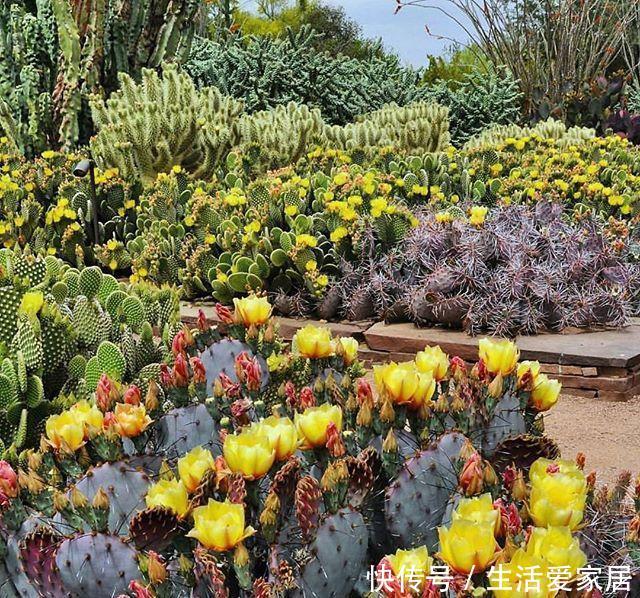  养花：养花怡情,养肉修身,多肉植物种植日记