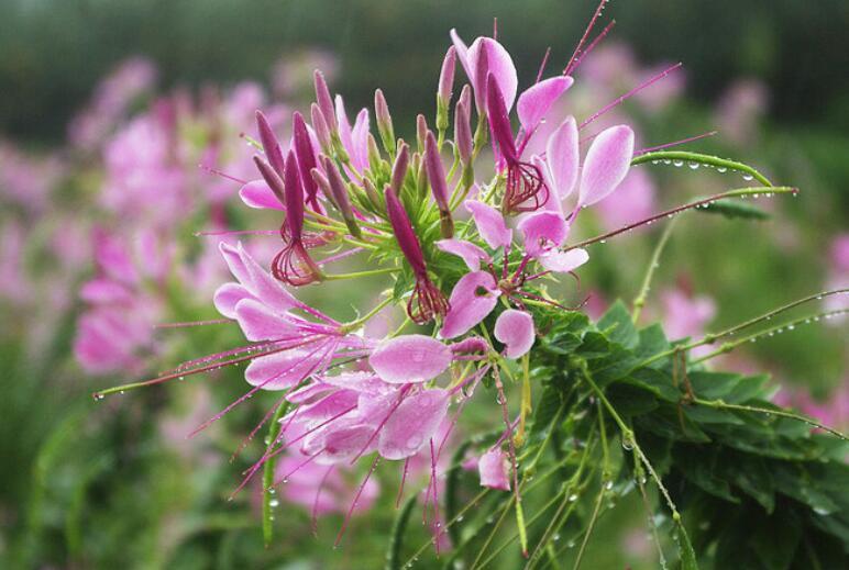 『漂亮』“4种花”,花型好看,开花量大,成片栽种更漂亮