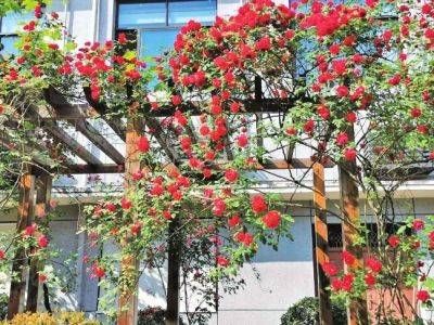  正红：五月花正红绽放的鲜花装扮了成都人的阳台