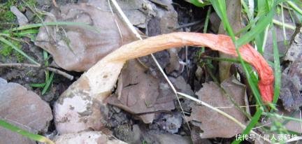 这种野生物，你看到了可以选择绕道，但别故意去踩它，当今好稀罕