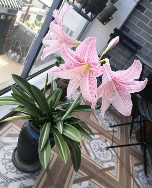 「三角梅」“稀有三角梅”暗斑柠檬黄,金光四射开花爆盆,可以说是养花首选