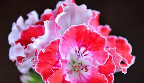  「家里」此四款花比香水好闻，家里养一盆，异味跑光光，满屋子清香四溢
