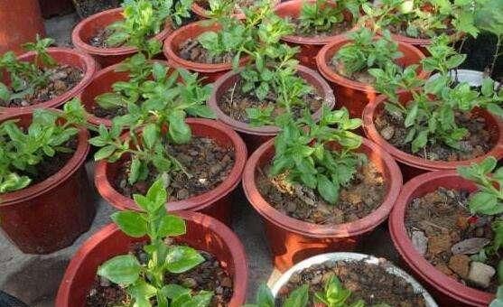  nbbe_2286新手学扦插,就选这几种花,捡根枝沾土就活,四季开花,次次爆盆
