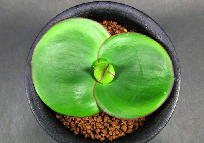  『植物』极为奇葩的植物，为了传宗接代，为老鼠建了个酒吧