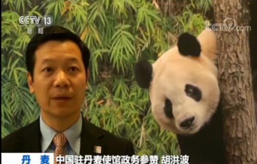 丹麦迎来首对中国大熊猫