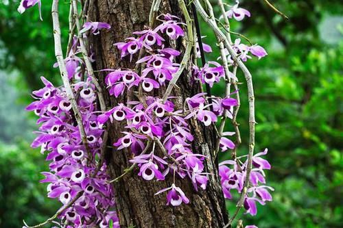  [石斛]盆栽石斛花，养护有技巧，开花一串串，花如瀑布，美似秀发