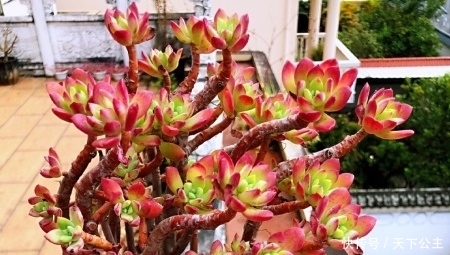  『值得』3种多肉，颜色鲜艳漂亮，颜值不输玫瑰，易爆盆成老桩，值得拥有