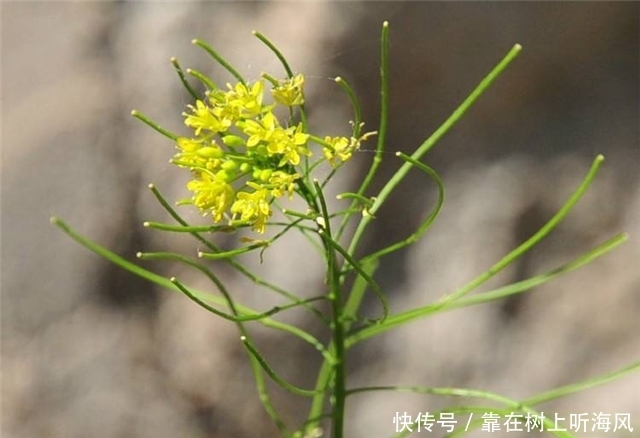 农村地里这个草，别把它当杂草，如今是珍贵野菜