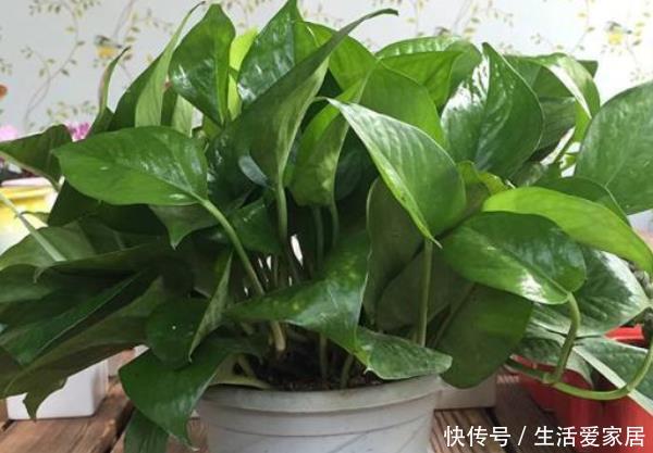 『养花』家里养花别错过这“3种”,美丽大气,好养的不得了,尤其第三个