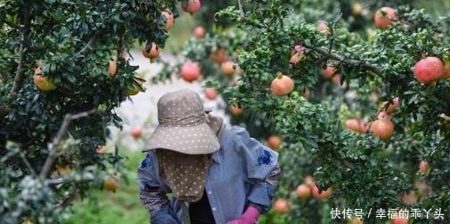  「寓意」七种适合种在院子里的果树，有的寓意吉祥，有的果实很