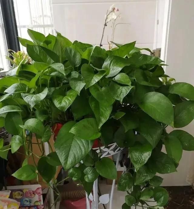 绿油油■养绿萝,注意4细节,随便养都爆盆,枝繁叶茂长成“绿瀑布”!