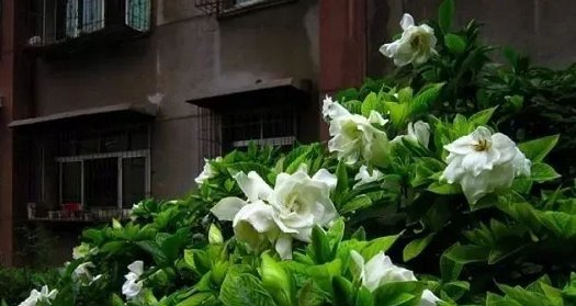  『开出更多』栀子花最爱这种“水”，每周用一次，叶子油亮花满枝，轻松爆盆