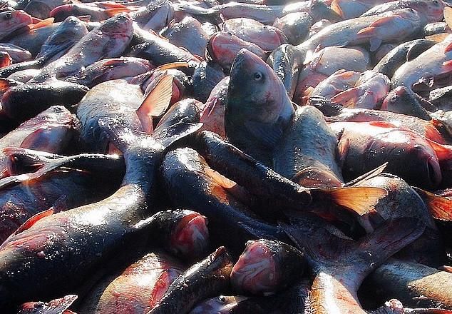 爱吃鱼的小伙伴看这里！东北人民的鱼上桌了！查干湖冬捕正式开始