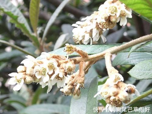 农村常见的一野花，长得和桂花很像，没想到一斤竟然能卖到几万元