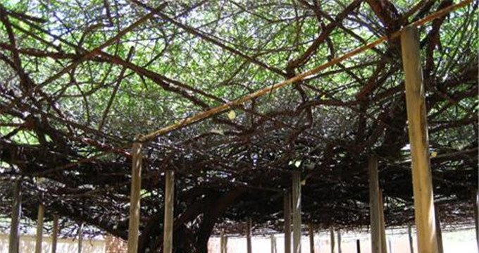 世界上最古老的葡萄树，已经活了176年了，却还能产7吨葡萄